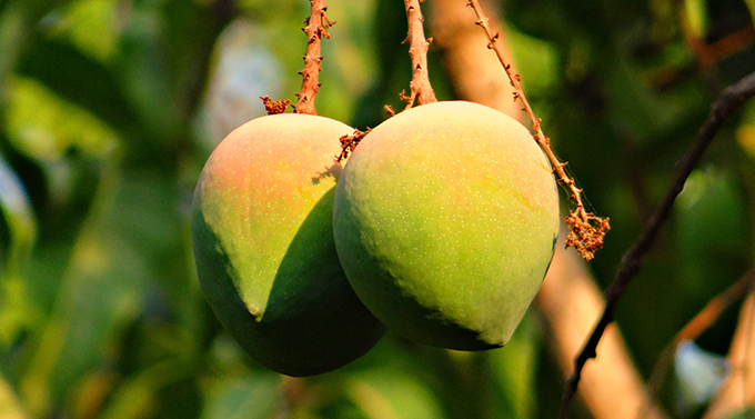 Packaging and export reduce the food waste of Kenyan mangos by 45%